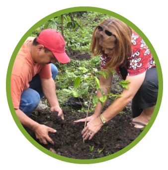 Planting coffee beans